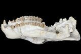 7.4" Oreodont (Merycoidodon) Partial Skull - Wyoming - #123184-5